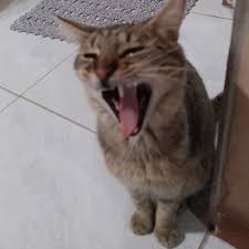 Project Winter Mod APK APK